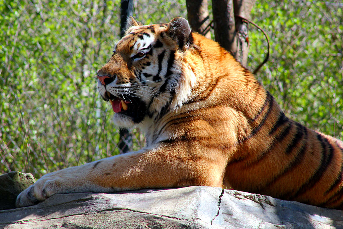 Bengal tiger Pittsburgh Zoo